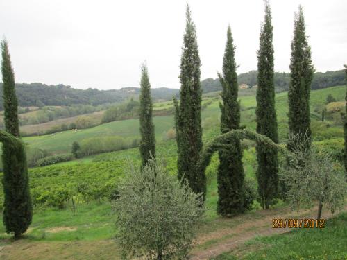 a group of cypress trees in a field at Tenuta Il Tresto in Poggibonsi