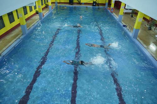 a group of dolphins swimming in a swimming pool at Siliguri Club in Siliguri