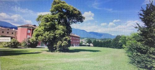 un grande albero in un campo di fronte a un edificio di Suite Queen a Vittorio Veneto