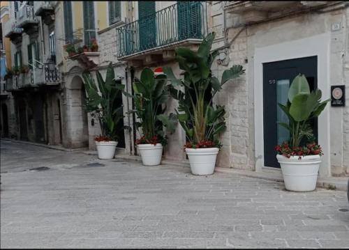 eine Reihe von Topfpflanzen in weißen Töpfen auf einem Gebäude in der Unterkunft Locus Pendinelli Trani in Trani