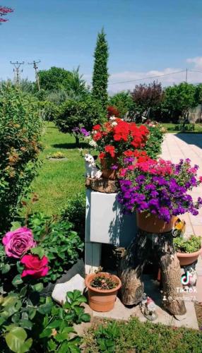 a group of pots of flowers in a garden at Hotel Villa Linda in Shkodër