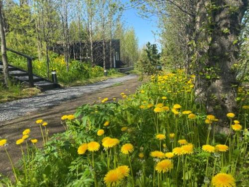 a field of yellow flowers next to a dirt road at Audkula Dome Cabin in Hella