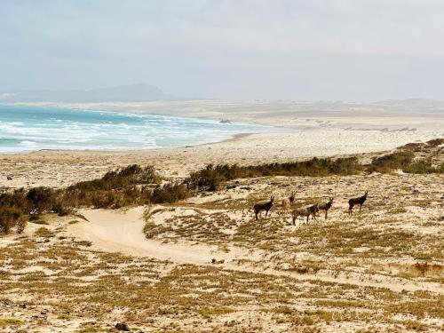 four animals walking on a beach near the ocean at Ocean Breeze 9 in Sal Rei
