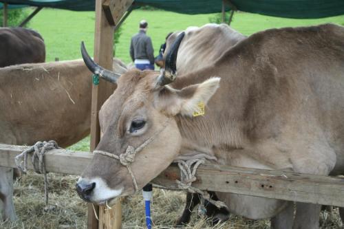Animales en el bed & breakfast o alrededores
