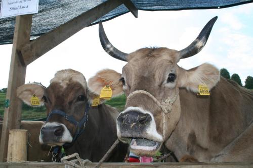 Animales en el bed & breakfast o alrededores