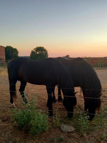 two horses grazing in a field behind a fence at CAN PLANAS , Estudio Familiar in Fonolleras