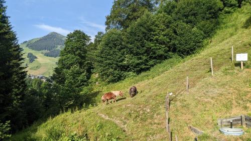 two cows standing on a hill in a field at Chalet Apartments Ferius inklusive Jokercard im Sommer in Saalbach Hinterglemm