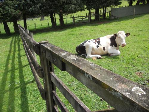 Animales en el hotel o alrededores