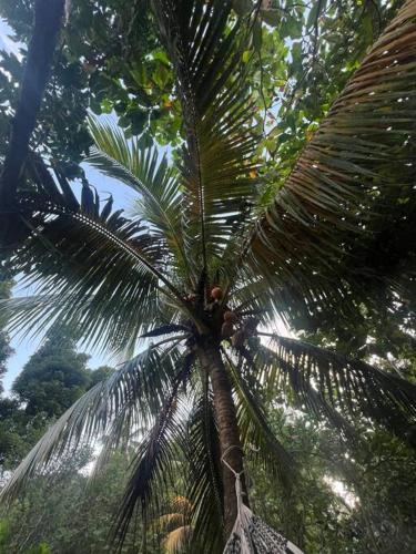 a palm tree in the middle of a forest at JAZMIN HOUSEs JR in Providencia