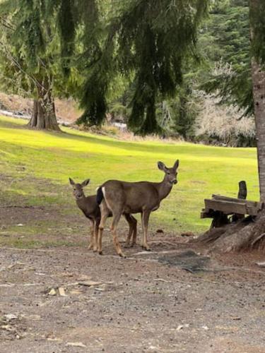 dos ciervos parados junto a un banco en un parque en Green Hill at Rainier Lodge (0.4 miles from the entrance) en Ashford