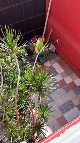 een groep planten voor een rode deur bij Like home Matrimonial Suite in Mexico-Stad