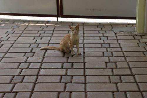 an orange and white cat sitting on a brick sidewalk at Anugraha Stays in Shimoga