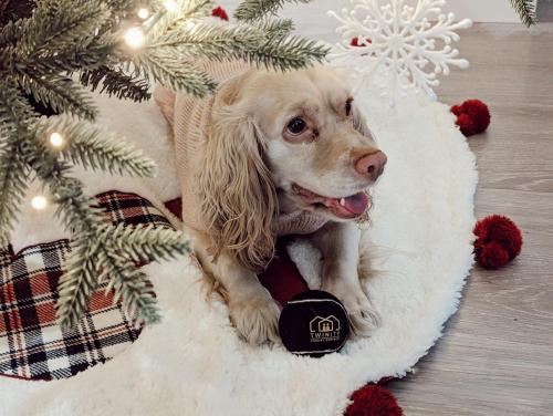 un perro está sentado bajo un árbol de Navidad en Houston Pool Getaway Games Parking Wifi Pet en Houston