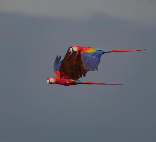 a colorful bird flying in the sky at Villa Paraiso do Mar in Jacó