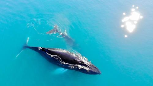 two dolphins swimming in the blue water at Illu Rental - Grand seaview vacation house in Ilulissat