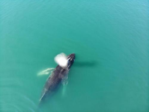 a bird swimming in a body of water at Illu Rental - Grand seaview vacation house in Ilulissat