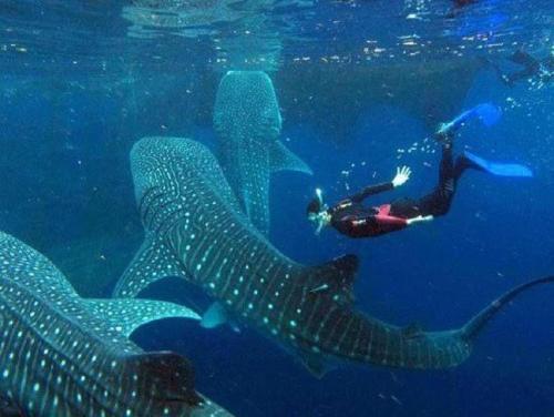 a person swimming next to a whale shark in the ocean at Lovely Bedroom in Lila, Bohol with AC and Refrigerator in Lila