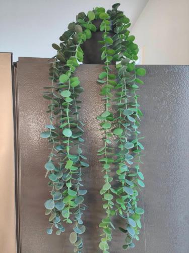 a vine of green leaves on a wall at Beautiful house near everything! in Christchurch