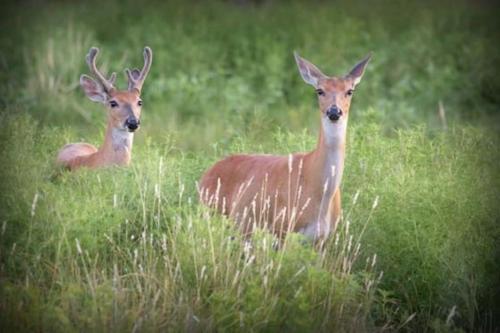 two deer standing in a field of tall grass at Domaine de Tardais, idéal famille avec piscine et nombreux loisirs in Senonches