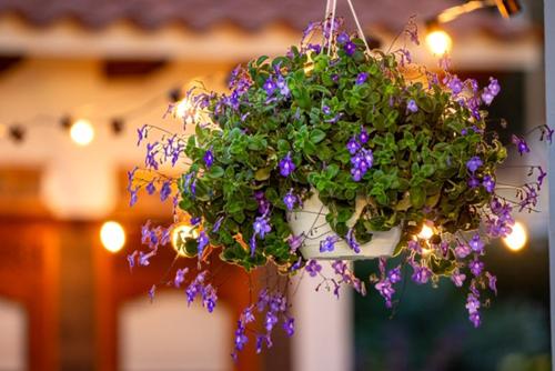 a hanging flower pot with purple flowers and lights at Casa de las Flores in Villa de Leyva