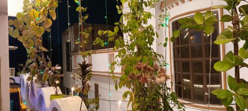 Manavi Hostel Near by Mathura Railway Station في ماثورا: غرفة بها مجموعة من النباتات على الحائط