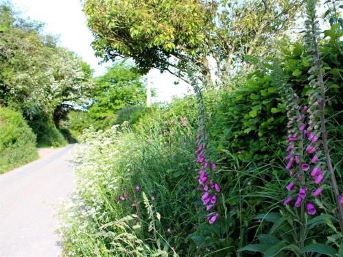 a garden with purple flowers next to a path at Talland Croft in Crantock