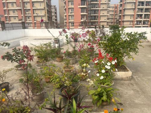 a group of plants in a courtyard with buildings at Anne’s Laces Homestay in Guwahati