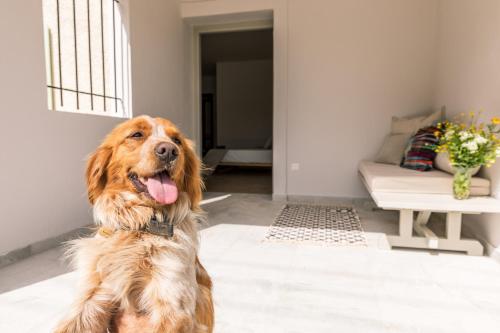 Huéspedes con una o varias mascotas en Luna Inn B&B