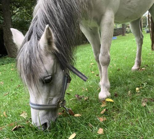 a white horse eating grass in a field at Ferienhof Klein in Gunzenhausen