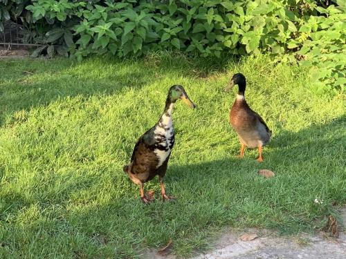 two ducks standing in the grass in a yard at Ferienhof Klein in Gunzenhausen