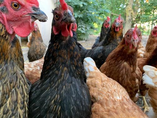 a group of chickens standing next to each other at Ferienhof Klein in Gunzenhausen