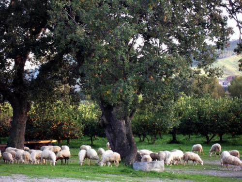 a herd of sheep grazing in a field under trees at Barone GR Macrì Agriturismo Modi in Gerace
