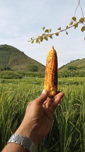 a person holding an ear of corn in a field at BALE G-SHOQ in Kuta Lombok