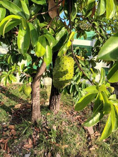 een paar bomen met groene vruchten erop bij VILLA HELENA in Bouillante