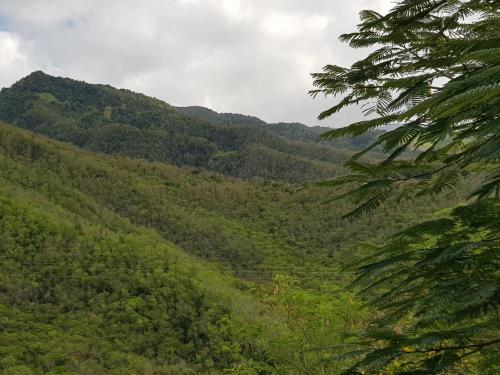uitzicht op een groene berg met bomen bij VILLA HELENA in Bouillante