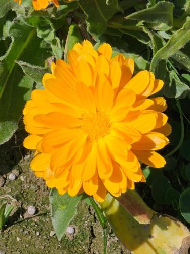 a yellow flower is growing in a garden at 近萬巒豬腳街養生民宿 in Chaozhou