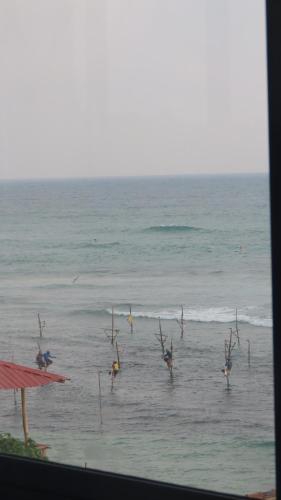 a group of birds in the water in the ocean at Surf View Resort in Ahangama