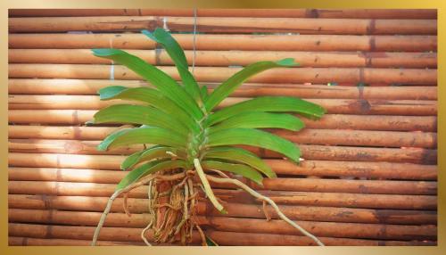 een groene plant die aan een muur hangt bij Sweetheart Tree Homestay in Bangkok