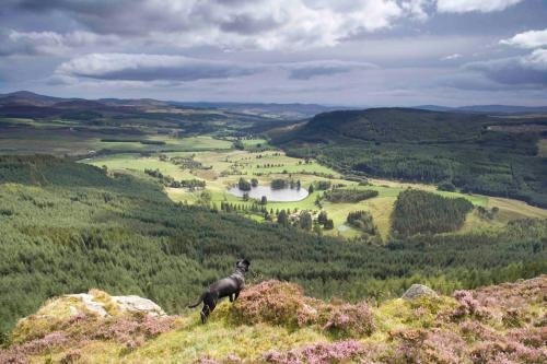 a dog standing on top of a hill overlooking a valley at Stalker's Lodge in Perth