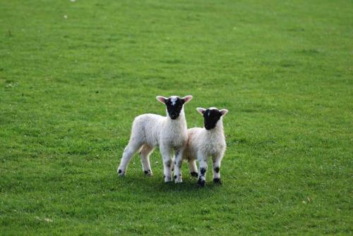 two sheep standing in a field of grass at Stalker's Lodge in Perth