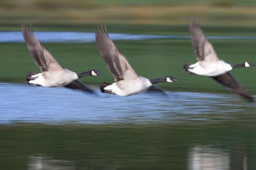 three geese flying over the water at Stalker's Lodge in Perth