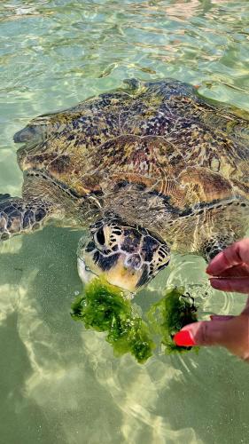 a person feeding a turtle in the water at Green Hill Paradise Villa in Unawatuna
