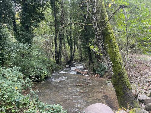a stream in the middle of a forest with trees at Bio Agriturismo Il Vigno in Caprese Michelangelo