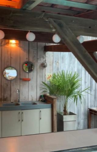 - une cuisine avec un évier et une plante en pot dans l'établissement Sand Pedro, à Pyla-sur-Mer