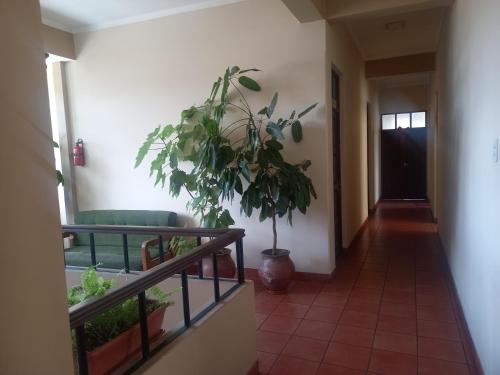 un couloir avec une plante en pot dans une pièce dans l'établissement HOTEL NOBLEZA, à Potosí