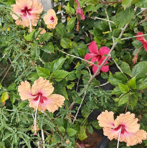 un grupo de flores creciendo en un arbusto en Isla Vista Apartment Canouan #2, en Canouan