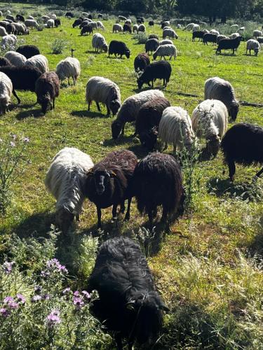 a herd of sheep grazing in a field of grass at Location du Ranch in Algajola