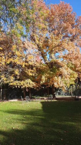 a tree in a park with a bench under it at Terra Campo Posada in Chacras de Coria
