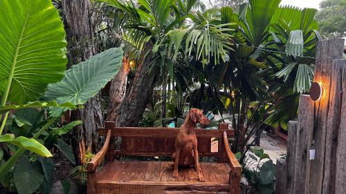 a dog sitting on a bench in a garden at Beach Jungle - Pet-Friendly Hot Tub, Firepit & Pool in Beachside Hideaway in Byron Bay