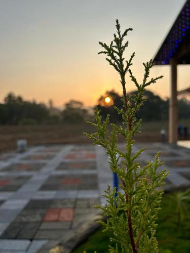a plant in the foreground with the sunset in the background at Yashovana Nature Stay Gokarna in Gokarna